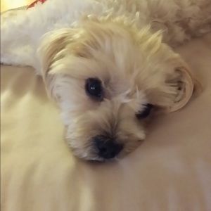 Meet your Posher, Limah